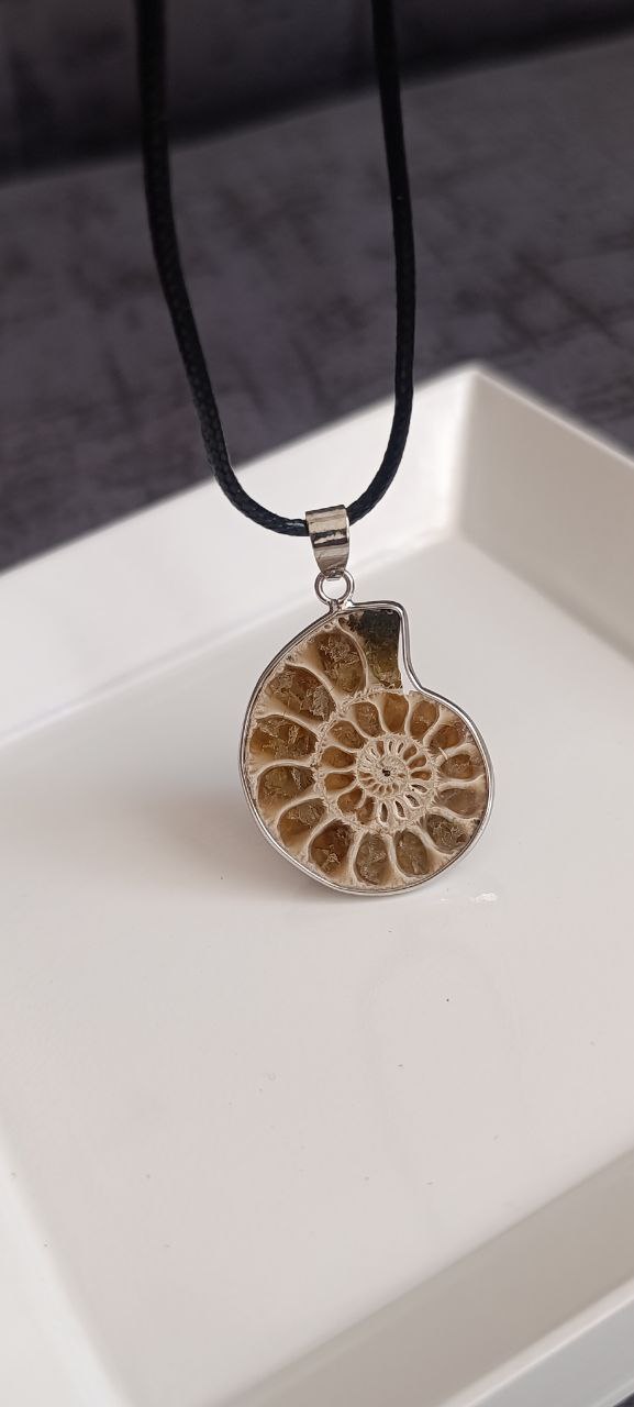 فسیل امونیت