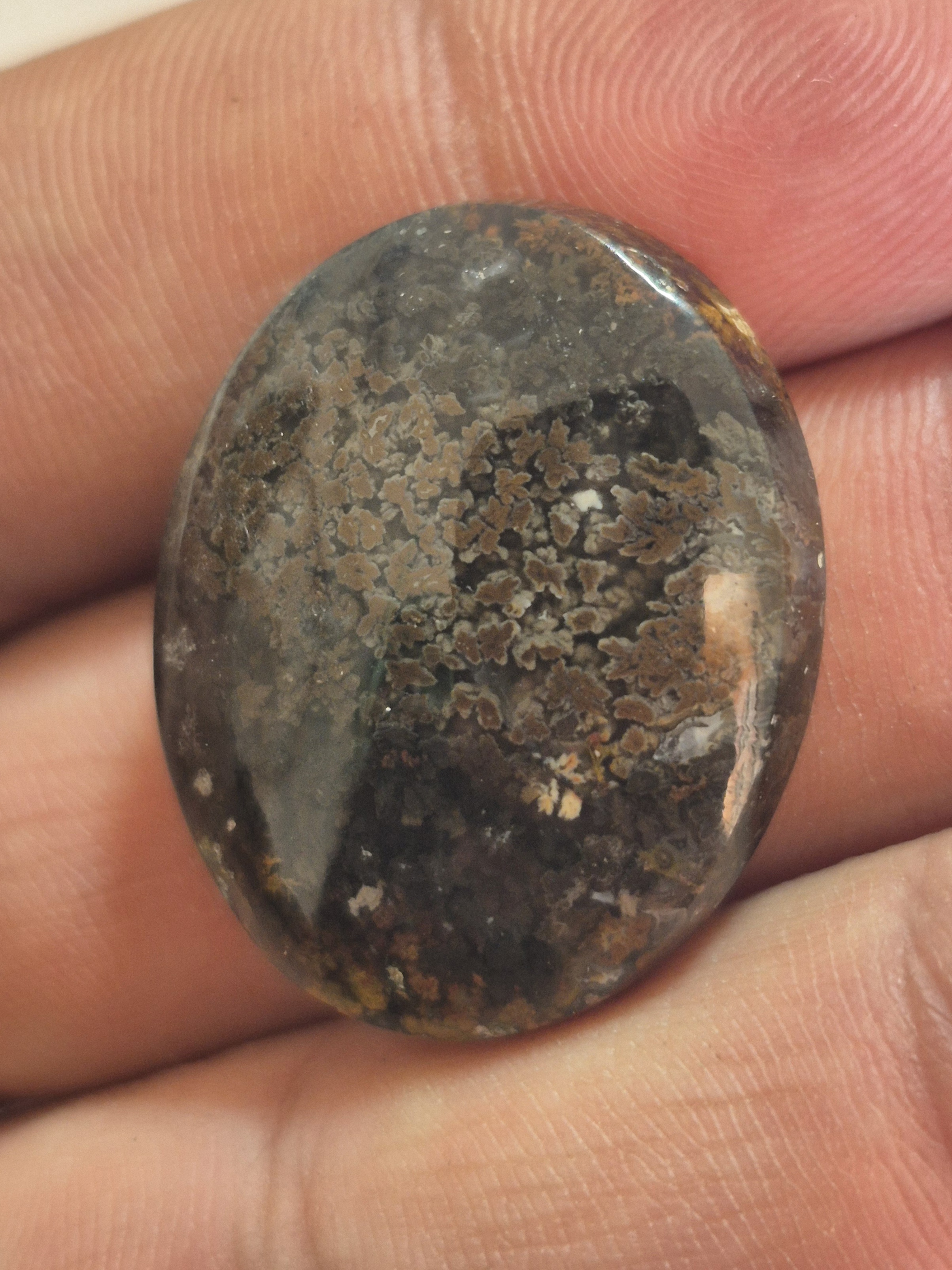 شجر مشکی سایز مدالی