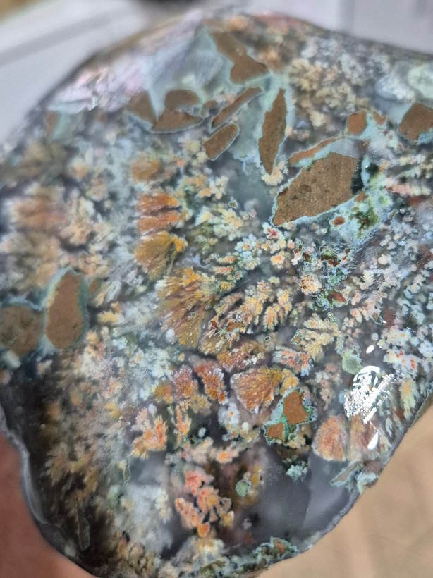 شجر هفت رنگ فوق کلکسیونی